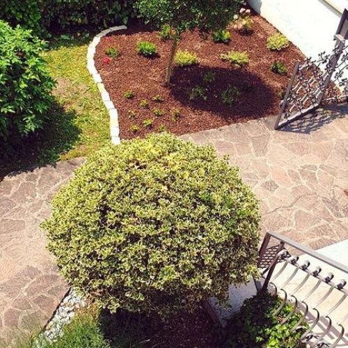 Giardino
